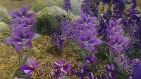Nov 15, 2015 · You can take ingredients from many of Skyrim's plants. Some of these are common and widespread, with thousands of plants growing in diverse areas, whereas others are quite rare and difficult to find. Once you have harvested a plant's ingredient, some or all of its flowers and stems disappear, allowing already-harvested plants to be easily ... 